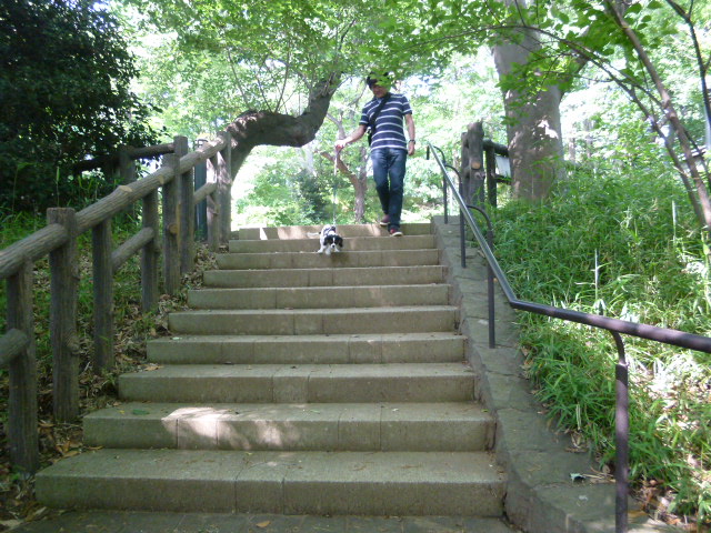 都内とは思えない自然の中で 悲しくなっちゃったピヨ たたかう こいぬ