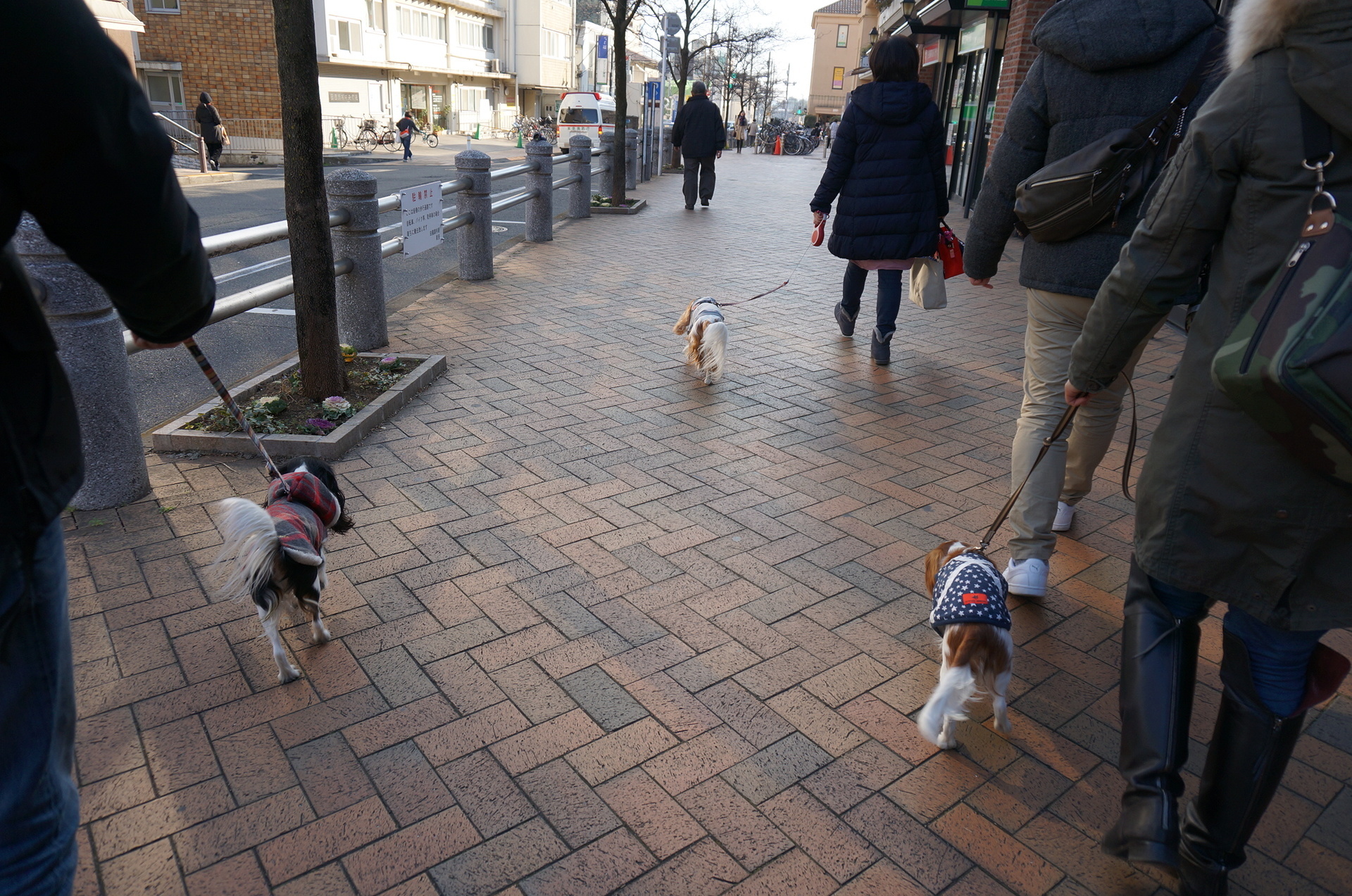 多摩川で そぉい たたかう こいぬ