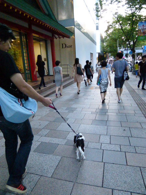 おでかけ 表参道 おのぼりさん たたかう こいぬ