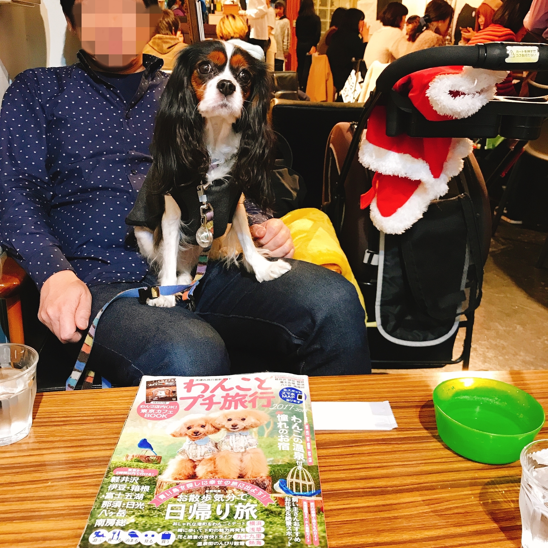 表参道 犬店内可カフェ 76cafe たたかう こいぬ