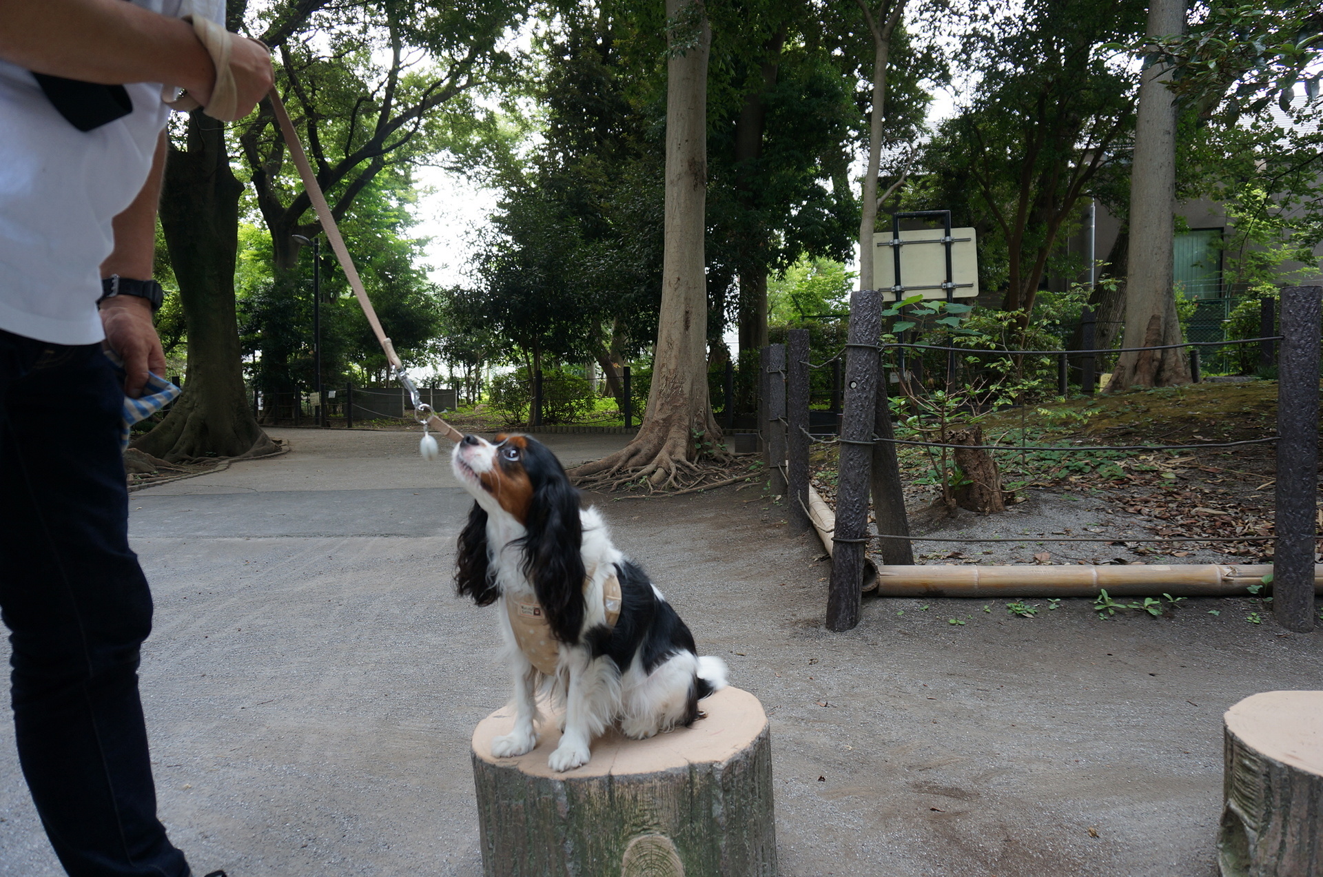 公園へ行こう すずめのお宿緑地公園 たたかう こいぬ