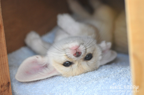 別の何かに見えるよ たたかう こいぬ