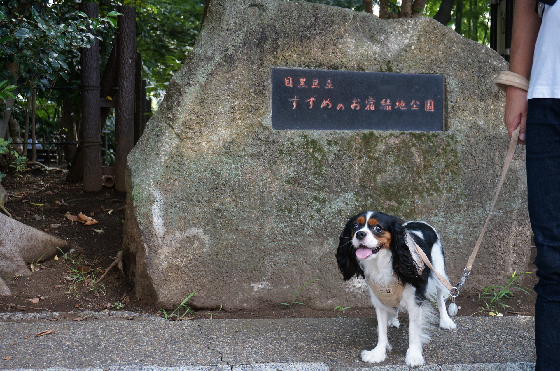 公園へ行こう すずめのお宿緑地公園 たたかう こいぬ