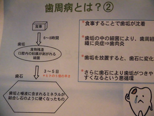 歯磨き教室 プロの技を習得 たたかう こいぬ