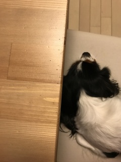 写真 2017-04-09 8 21 19.jpg