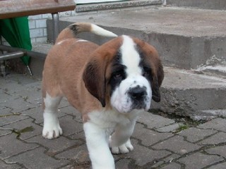 Kaya2004.jpg